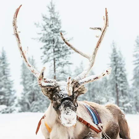 Lapland Winter Park 4*